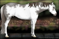 Horse Color:Smoky Blue Roan Splash Frame Varnish 