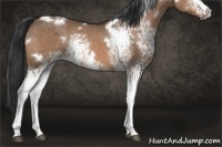 Horse Color:White Spotted Bay Dun 