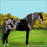 Horse Color:White Spotted Bay Appaloosa 