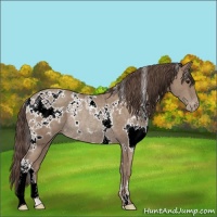 Horse Color:White Spotted Classic Champagne Appaloosa Rabicano 