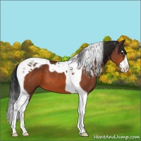 Horse Color:Brown Splash Tobiano 