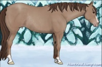 Horse Color:Classic Champagne Sabino Rabicano 