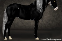 Horse Color:White Spotted Amber Champagne 