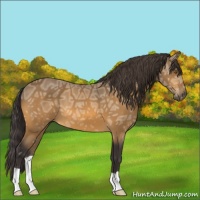 Horse Color:Buckskin Ice 