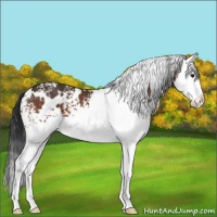 Horse Color:White Spotted Brown Splash 