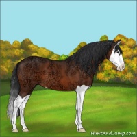 Horse Color:Brown Ice Splash 