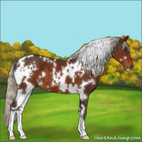Horse Color:White Spotted Silver Brown 