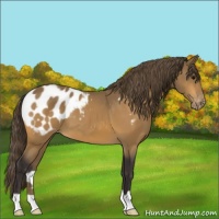 Horse Color:Buckskin Appaloosa 