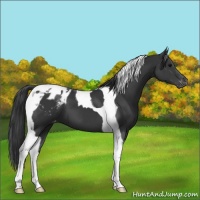 Horse Color:Black Tobiano Appaloosa 