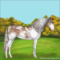 Horse Color:White Spotted Silver Brown Dun 