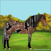 Horse Color:White Spotted Bay Appaloosa 