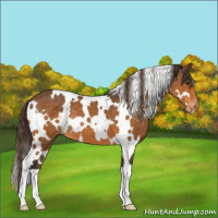 Horse Color:White Spotted Buckskin Appaloosa 