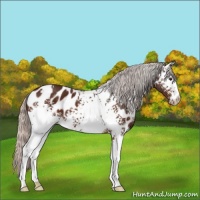 Horse Color:White Spotted Silver Brown Appaloosa 