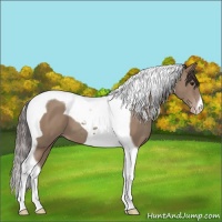 Horse Color:Classic Champagne Tobiano 