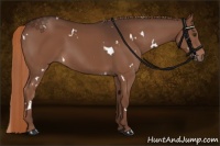 Horse Color:White Spotted Liver Chestnut 