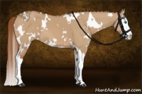 Horse Color:White Spotted Red Dun Splash