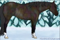 Horse Color:Midnight Bay Dun Rabicano 
