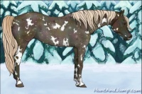 Horse Color:White Spotted Midnight Palomino Roan 