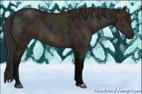Horse Color:Midnight Bay Ice Dun 
