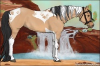 Horse Color:Bay Roan Dun Tobiano 