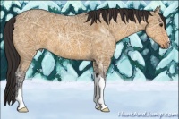 Horse Color:Buckskin Ice Dun 