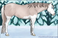 Horse Color:Platinum Gold Champagne Splash 