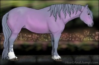 Horse Color:Watercolor Bay Sabino