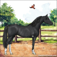 Horse Color:Black Rabicano 