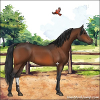 Horse Color:Bay Sabino 