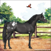 Horse Color:Black Appaloosa 
