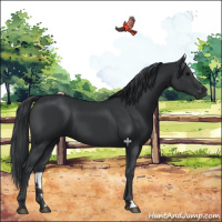 Horse Color:Black 
