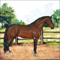 Horse Color:Bay 