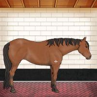 Horse Color:Brown 