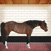 Horse Color:Gray Bay Rabicano
