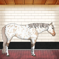 Horse Color:Silver Bay Dun Tobiano Near Leopard 