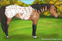 Horse Color:Bay Appaloosa Rabicano 