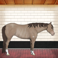 Horse Color:Classic Champagne Rabicano 