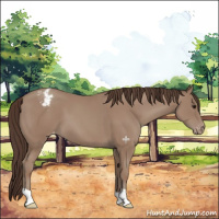 Horse Color:Classic Champagne Appaloosa 