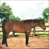 Horse Color:Bay Rabicano 