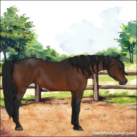Horse Color:Gray Brown 