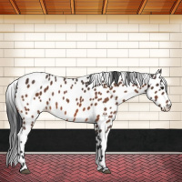 Horse Color:Bay Appaloosa 