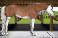 Horse Color:Silver Bay Splash Rabicano 