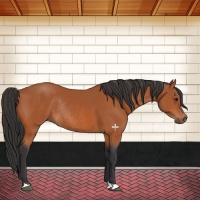 Horse Color:Bay Rabicano 