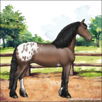 Horse Color:Brown Appaloosa 