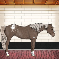 Horse Color:Silver Black Varnish Rabicano 