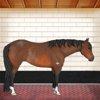 Horse Color:Bay Rabicano 