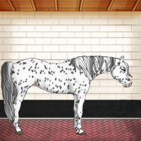 Horse Color:Black Leopard 