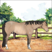 Horse Color:Amber Champagne Rabicano 
