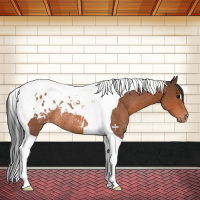 Horse Color:Bay Tobiano Blanket Rabicano 