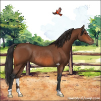 Horse Color:Bay Varnish Rabicano